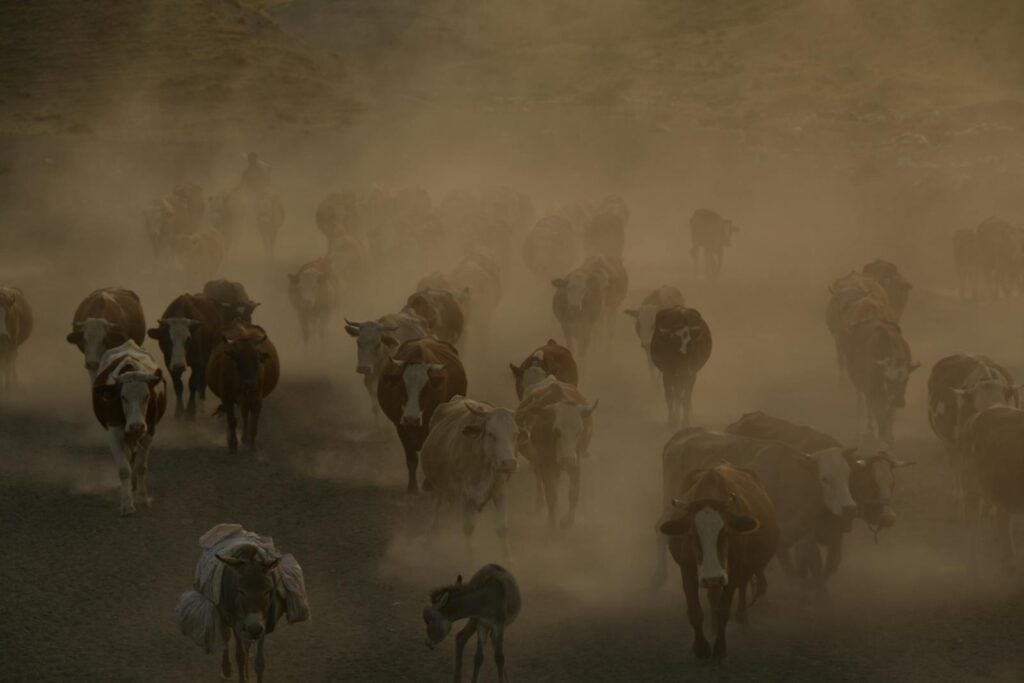 Cattle herd walking through dusty landscape, creating a foggy atmospheric effect.