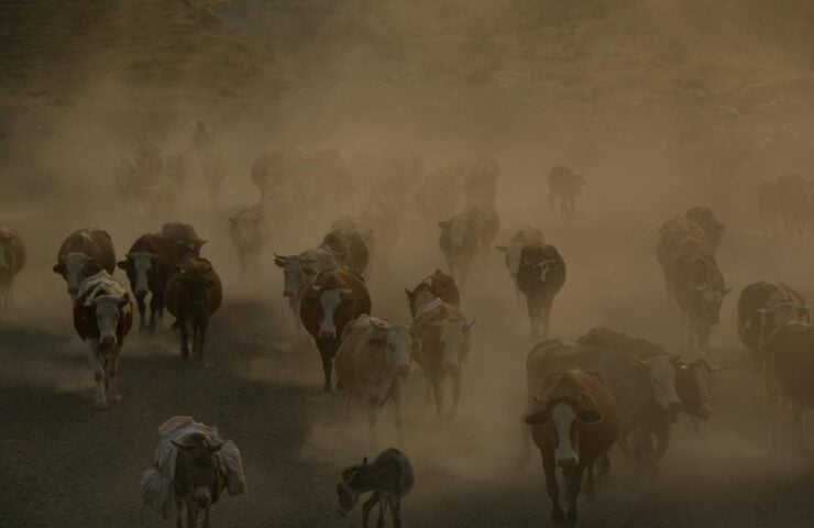 Cattle herd walking through dusty landscape, creating a foggy atmospheric effect.