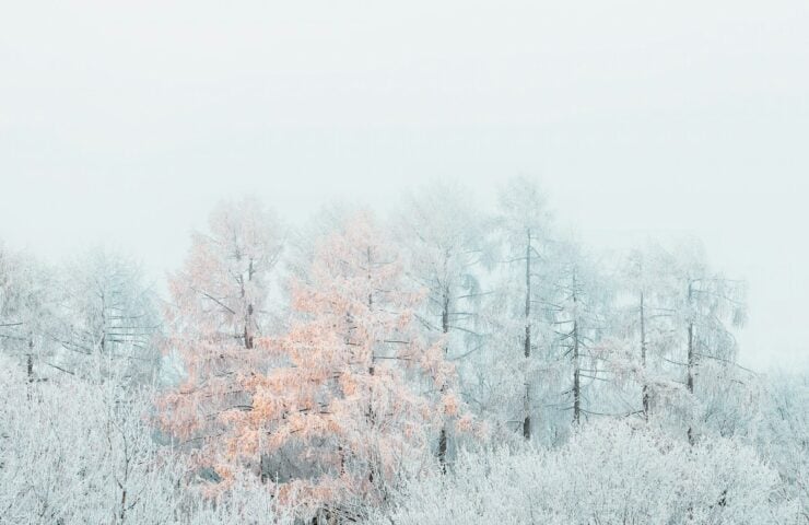 a snow covered forest with trees in the background